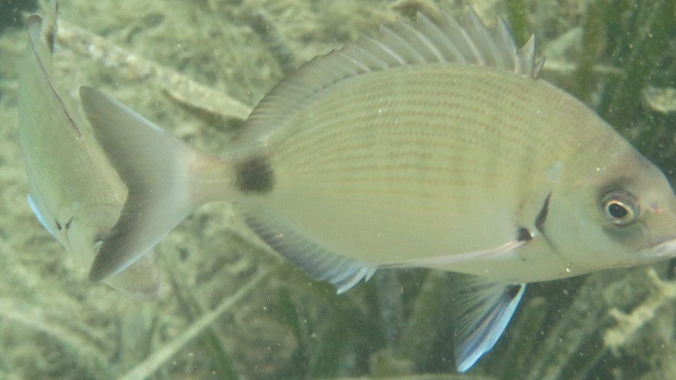 Diplodus sargus #01 (960x540)