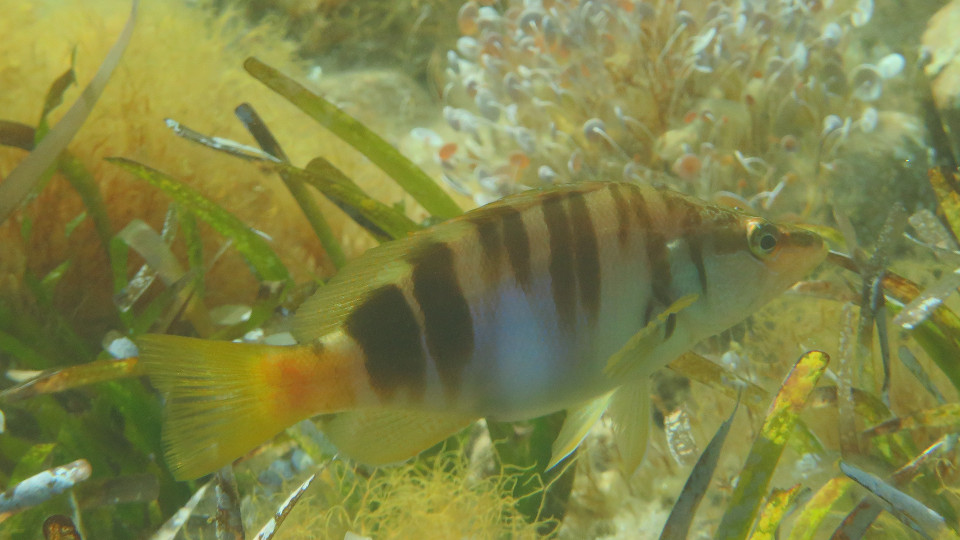 Serranus scriba