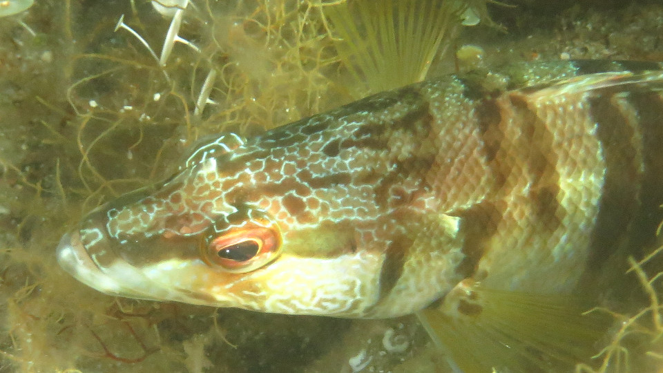 Serranus scriba tête