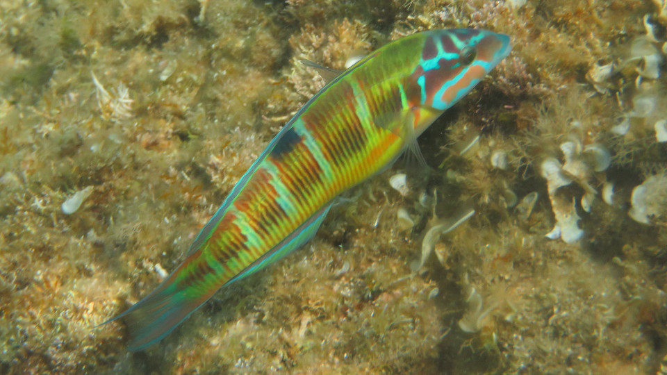 Thalassoma pavo f.