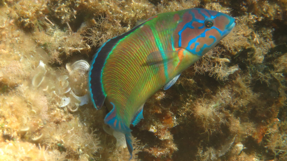 Thalassoma pavo male