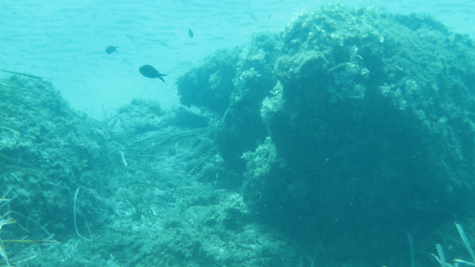 Chromis chromis roches 960x540