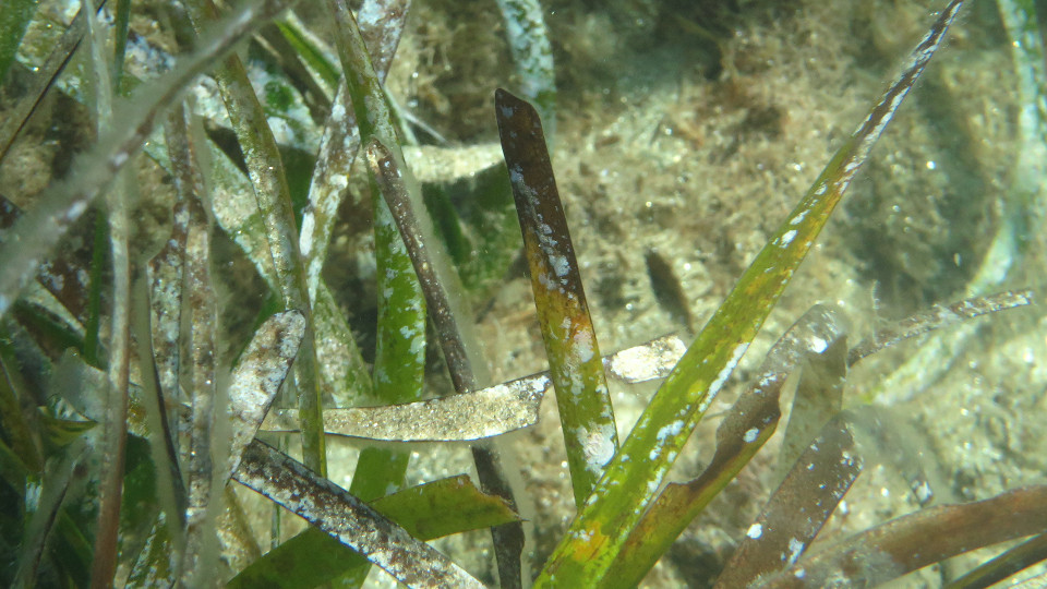 Posidonia oceanica detail 960x540