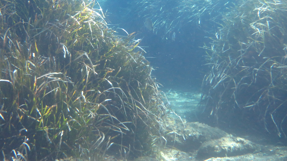 Posidonia oceanica roches 960x540