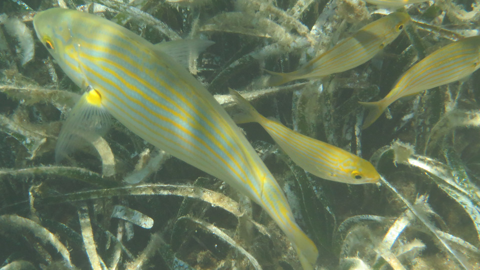 Sarpa salpa 960x540