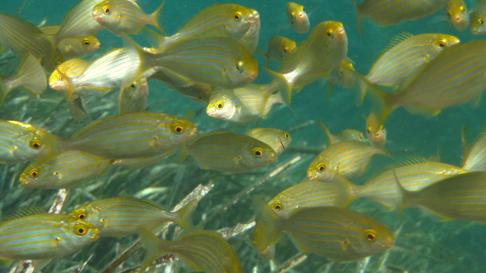 Sarpa salpa ecole 960x540