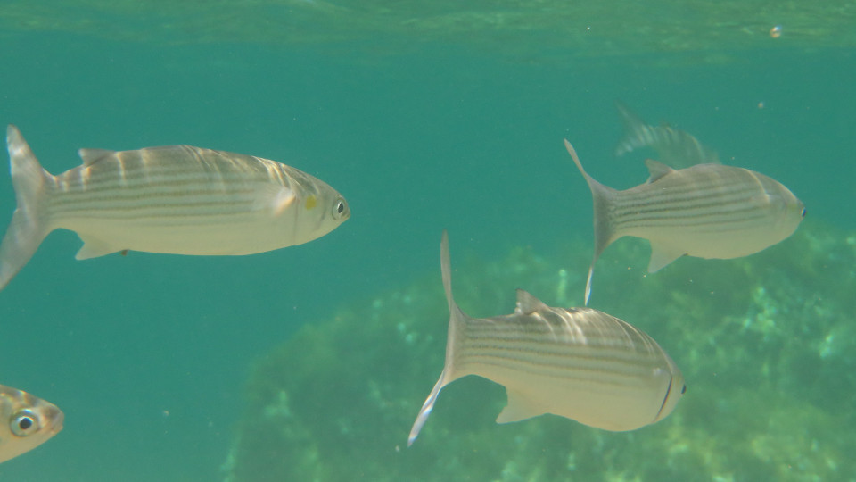 Chelon auratus 960x540