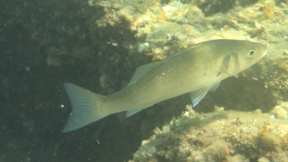 Dicentrarchus labrax 960x540