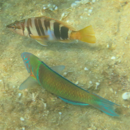 Logo: Serranus scriba & Thalassoma pavo