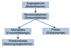 Stammbaum der Pflanzen (Gräser)