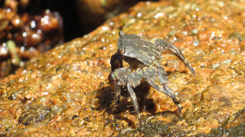 Pachygrapsus_marmoratus_2_960x540