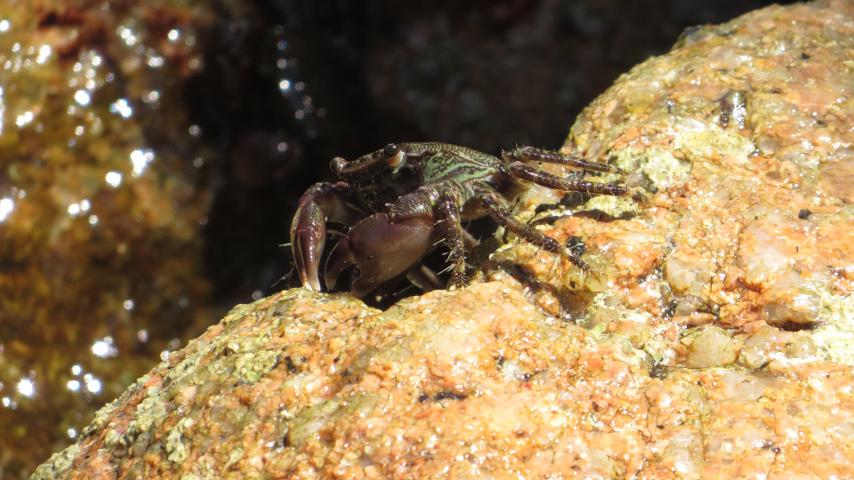 Pachygrapsus_marmoratus_3_960x540