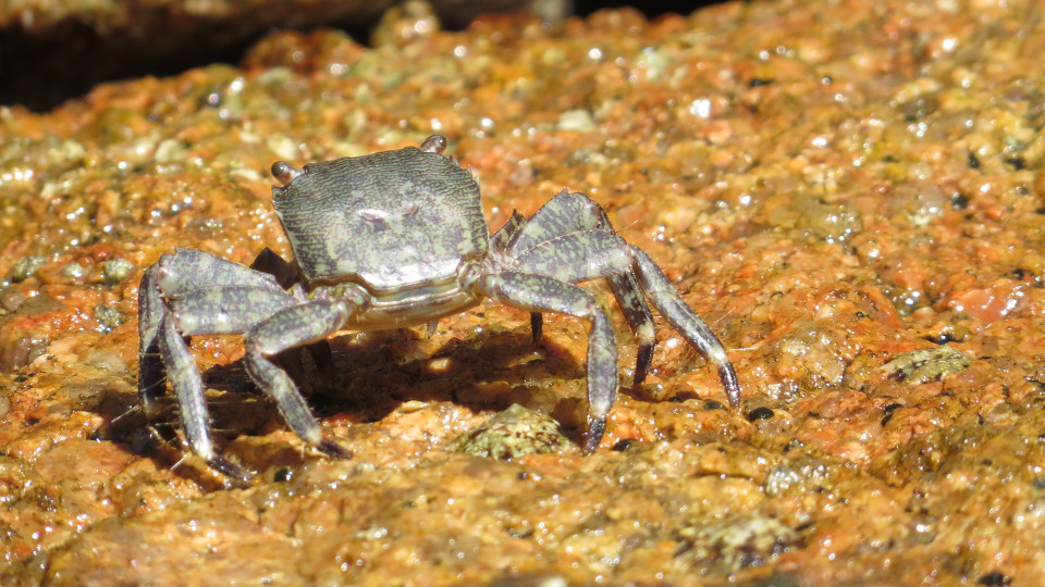 Pachygrapsus_marmoratus_4_960x540