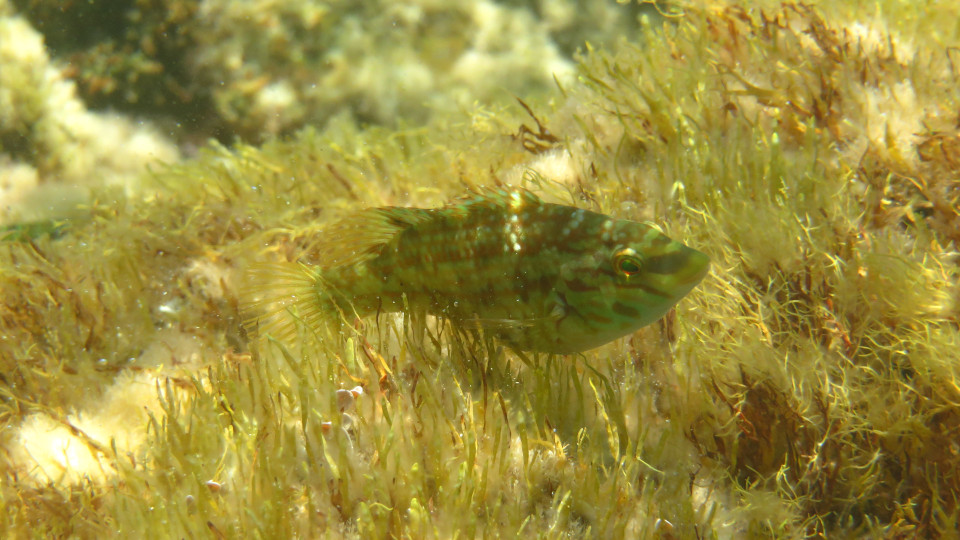 Symphodus_roissali_960x540