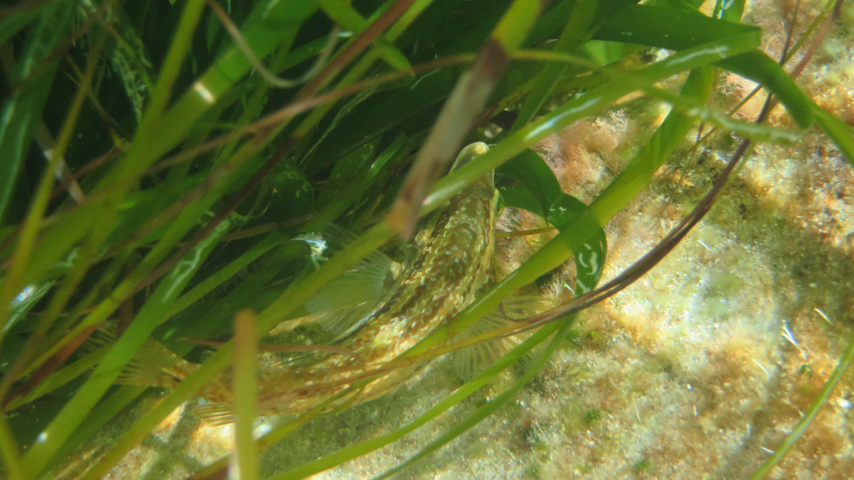 Symphodus_roissali_posidonie_960x540