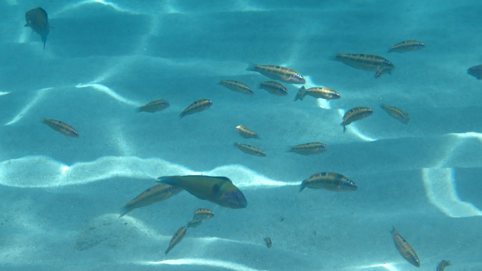 School of Thalassoma pavo