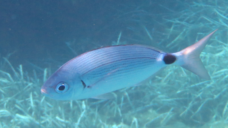 Oblada_melanura_960x540