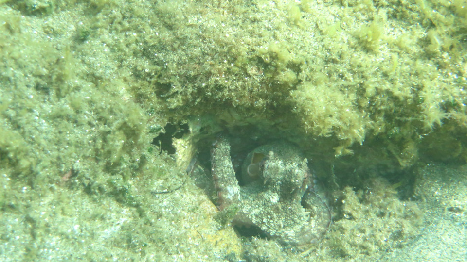 Octopus vulgaris 04