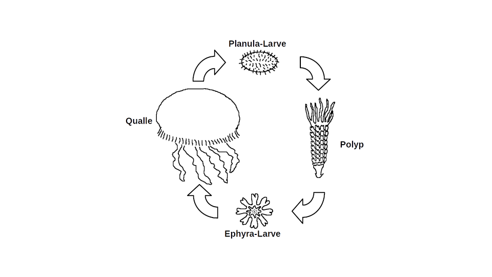 Diagramm_Schirmquallen_Generationenwechsel