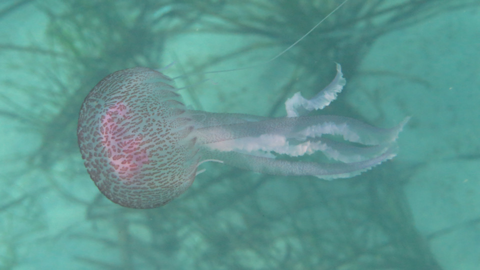 Pelagia_noctiluca_IMG_1515