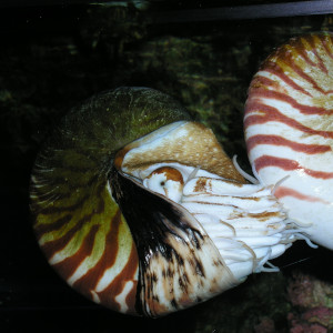 Nautilus_01_300x300