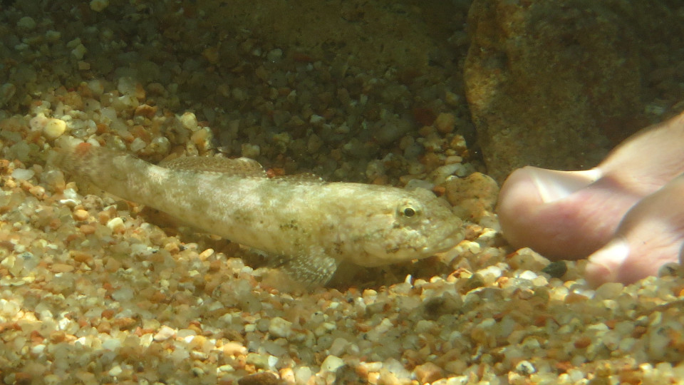 Gobius sp.