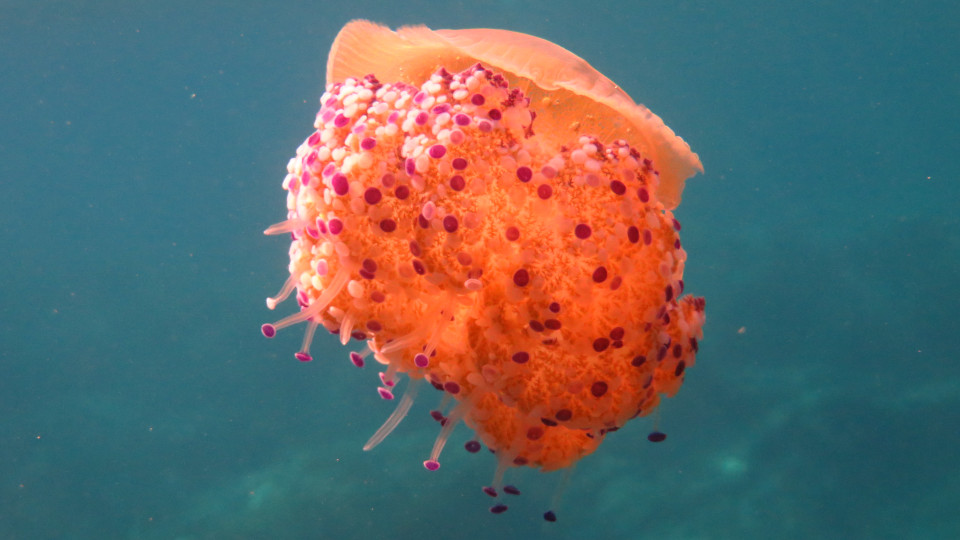 Cotylorhiza_tuberculata_04_960x540