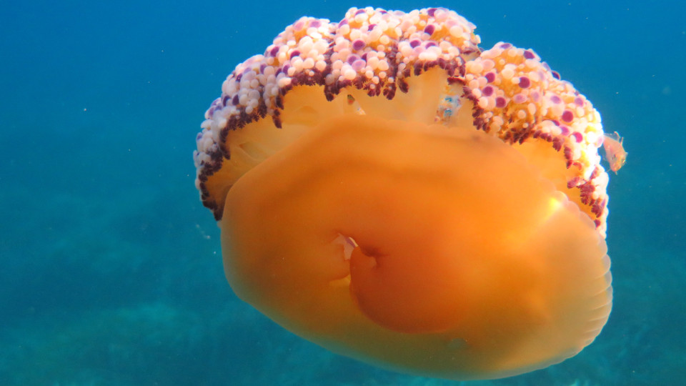 Cotylorhiza_tuberculata_05_960x540