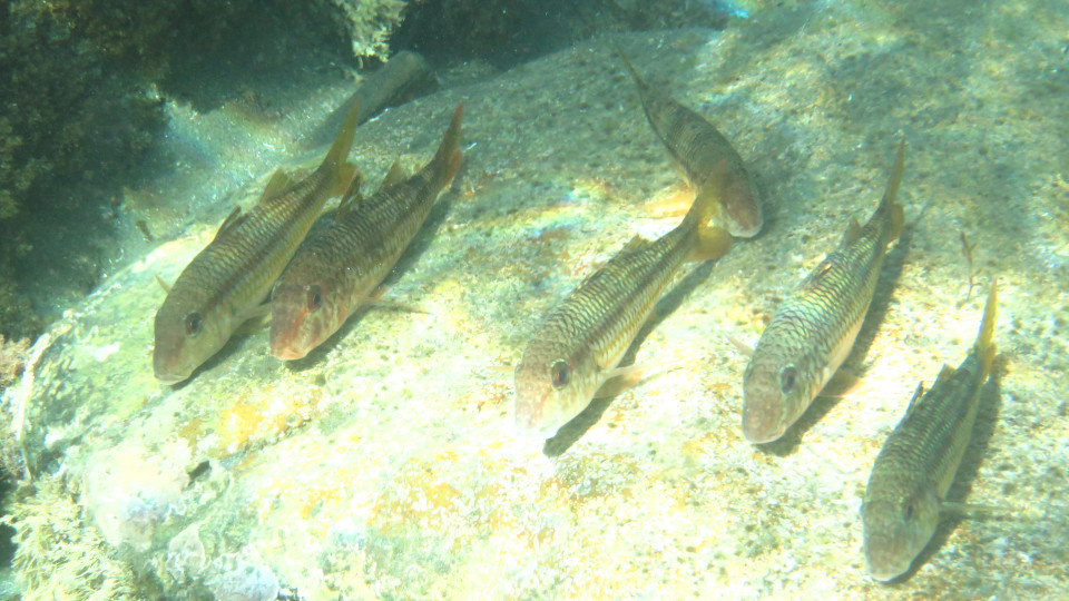 Mullus_surmuletus_02_960x540