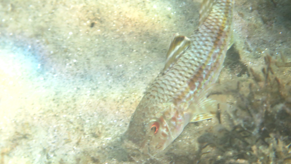 Mullus_surmuletus_03_960x540