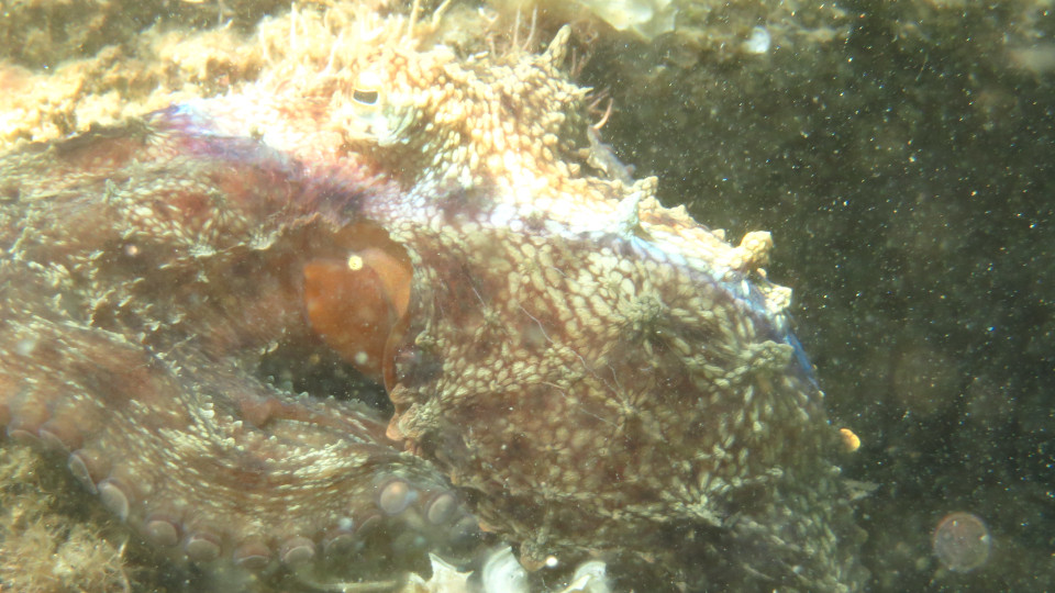 Octopus_vulgaris_05_960x540