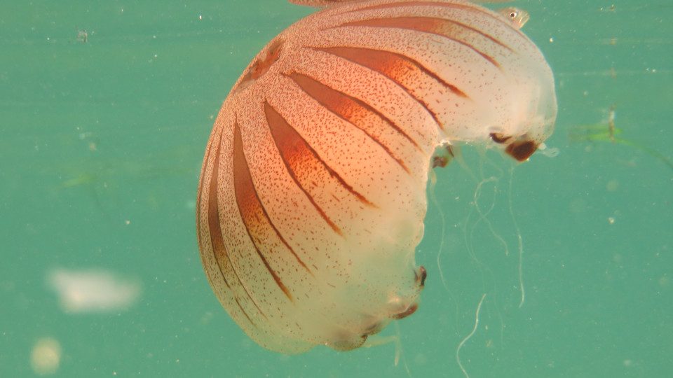 Chrysaora_hysoscella_live_03_960x540
