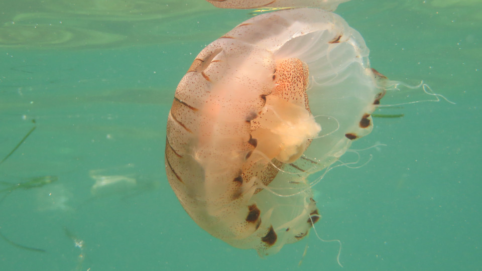 Chrysaora_hysoscella_live_04_960x540