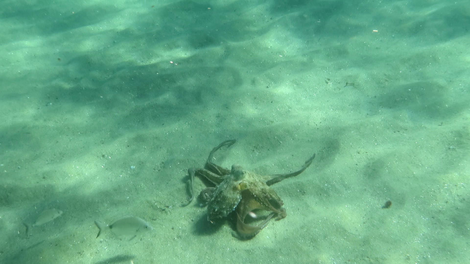 Octopus_vulgaris_06_1920x1080