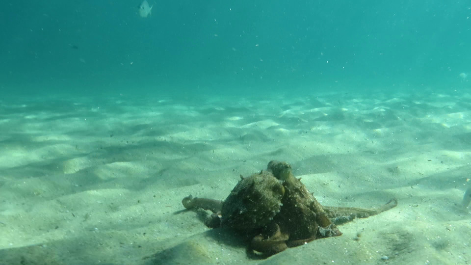Octopus_vulgaris_07_960x540
