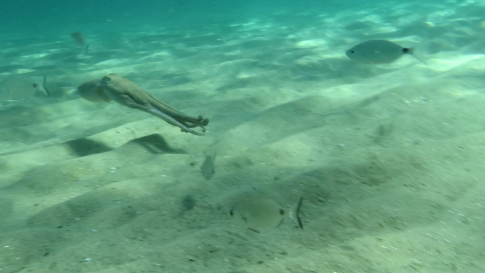 Octopus_vulgaris_11_960x540
