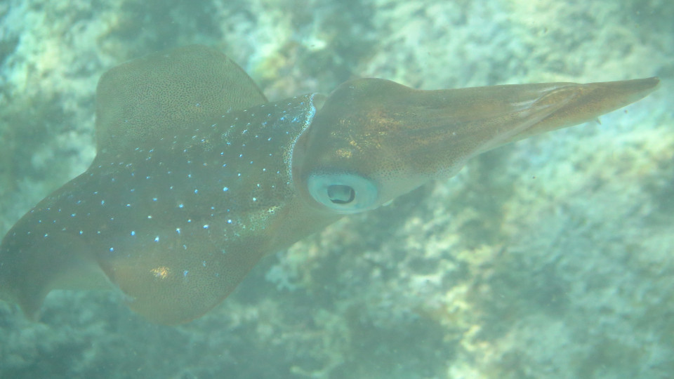 Sepioteuthis_sepioidea_01_960x540
