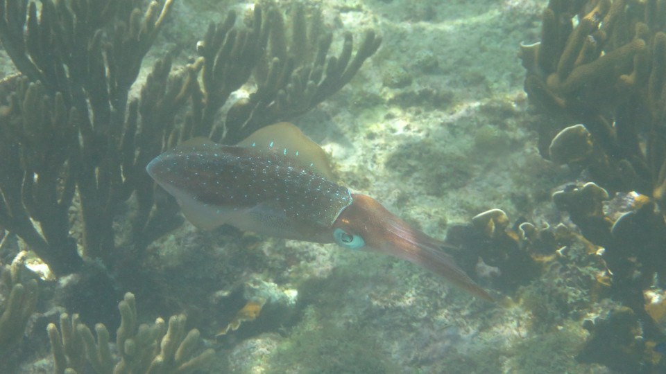 Sepioteuthis_sepioidea_03_960x540
