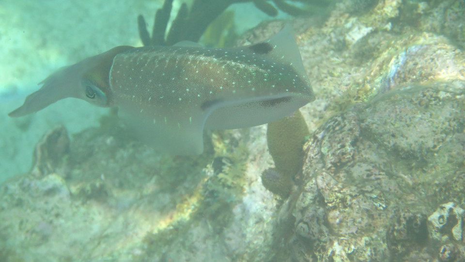 Sepioteuthis_sepioidea_05_960x540