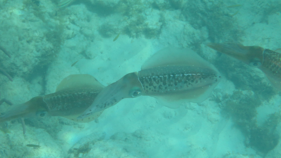 Sepioteuthis_sepioidea_06_960x540