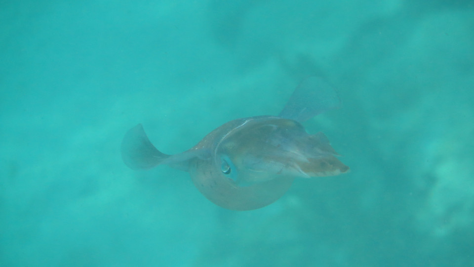 Sepioteuthis_sepioidea_07_960x540