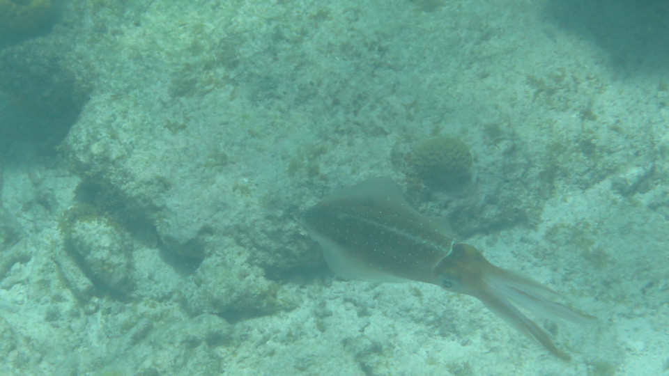 Sepioteuthis_sepioidea_08_960x540