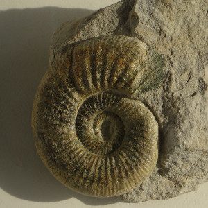 Ammonit_300x300