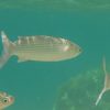 Chelon_auratus_300x300