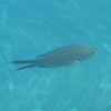 Chromis_chromis_300x300