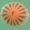 Chrysaora_hysoscella_live_02_300x300