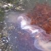 Cyanea_capillata__300x300