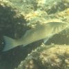 Dicentrarchus_labrax_300x300