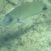 Diplodus_sargus_02_300x300 Quadratisches kleines Bild von Diplodus sargus
