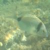 Diplodus_vulgaris_02_300x300 Kleines quadratisches Bild eines Diplodus vulgaris